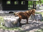 konik.jpg (36.57 KiB) Przeglądane 12203 razy konik.jpg